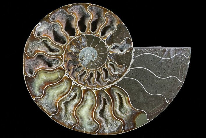 Polished Ammonite Fossil (Half) - Agatized #72934